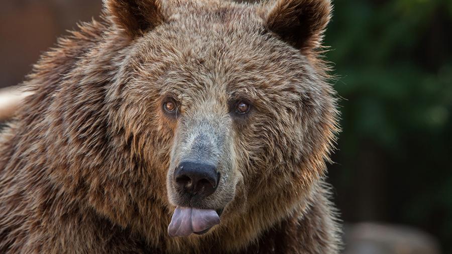 Спасенного белого медведя доставили из Якутии в Подмосковье